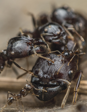 圖二. 寡家蟻（Carebara）廣泛分佈於全球熱帶地區。（圖片鳴謝：白書樺）